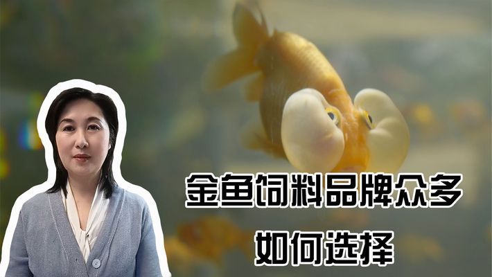 黃金貓魚幼魚飼料選擇指南（黃金貓魚幼魚飼料的選擇）