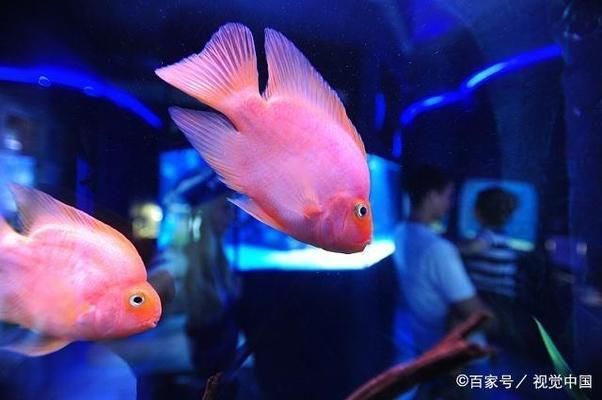 水族館管理中溫度控制技巧（水族館溫度控制技巧） 水族館百科（水族館加盟） 第6張