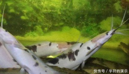 黃金貓魚活餌保存方法（黃金貓魚活餌保存常見誤區(qū)解析黃金貓魚活餌保存方法） 黃金貓魚百科 第5張