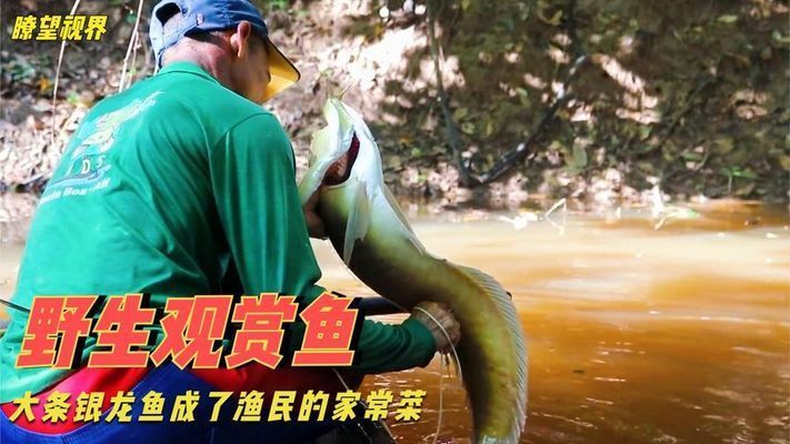 黃金貓魚幼魚飼料保存技巧（黃金貓魚幼魚飼料保存技巧包括避免直接暴露在空氣中） 黃金貓魚百科 第4張