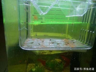 第一次養(yǎng)銀龍魚怎么養(yǎng)（-銀龍魚的飼養(yǎng)水質(zhì)條件有哪些） 水族問答 第2張