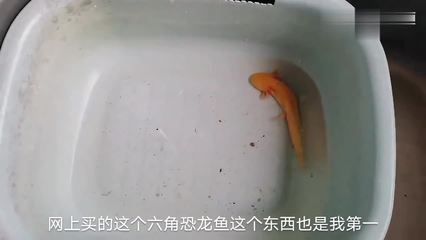 六角恐龍魚身上有白色斑點(diǎn)怎么辦 龍魚百科 第3張