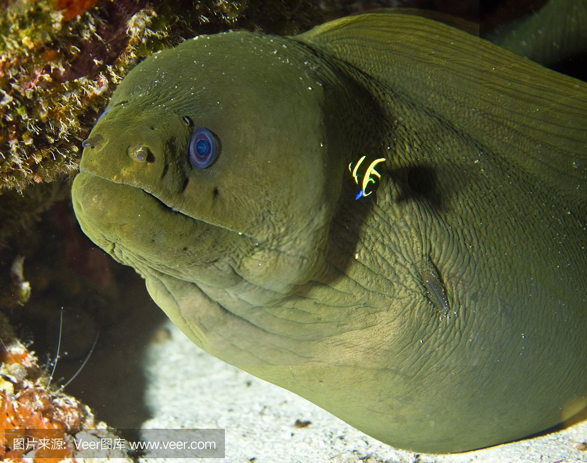 黃金貓魚繁殖氧氣供應(yīng)技巧（黃金貓魚的氧氣供應(yīng)技巧） 黃金貓魚百科 第5張