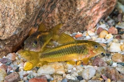 黃金貓魚繁殖水質(zhì)凈化方法（黃金貓魚對(duì)水質(zhì)的要求）