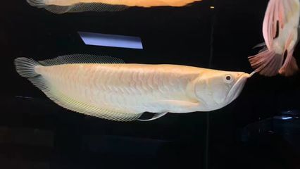 祥龍水族聯(lián)盟參與的水族展會（祥龍水族聯(lián)盟參與水族展會） 水族館百科（水族館加盟） 第4張