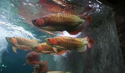 金龍魚和紅龍魚（金龍魚與紅龍魚的區(qū)別） 龍魚百科 第1張