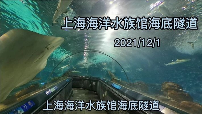 水族館隧道的未來(lái)發(fā)展趨勢(shì)（水族館隧道發(fā)展趨勢(shì)） 水族館百科（水族館加盟） 第5張