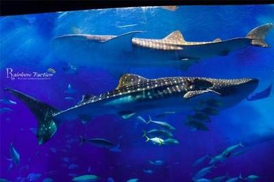 水族館專家如何指導(dǎo)繁殖（水族館專家在指導(dǎo)金龍魚繁殖過程中的關(guān)鍵環(huán)節(jié)） 水族館百科（水族館加盟） 第4張