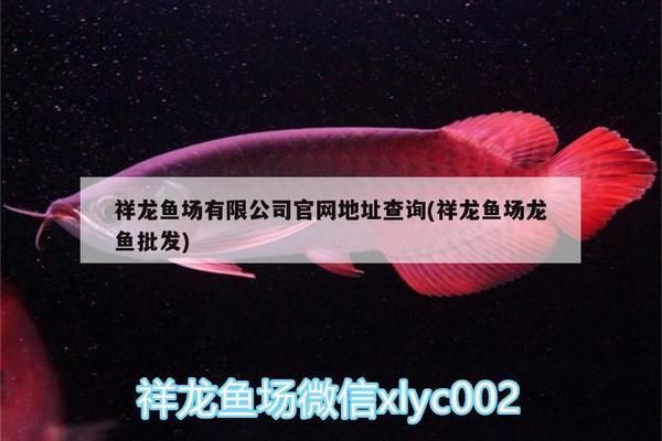 祥龍魚場有限公司電話地址（祥龍魚場有限公司位于中國具體地址不詳,具體地址不詳）