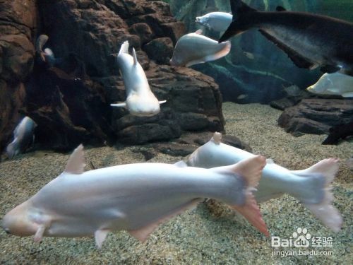 夜間水族館參觀須知事項(xiàng)（夜場水族館參觀須知）