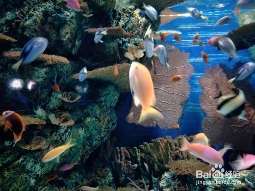 夜間水族館參觀須知事項（夜場水族館參觀須知） 水族館百科（水族館加盟） 第3張