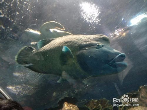 夜間水族館參觀須知事項（夜場水族館參觀須知） 水族館百科（水族館加盟） 第5張