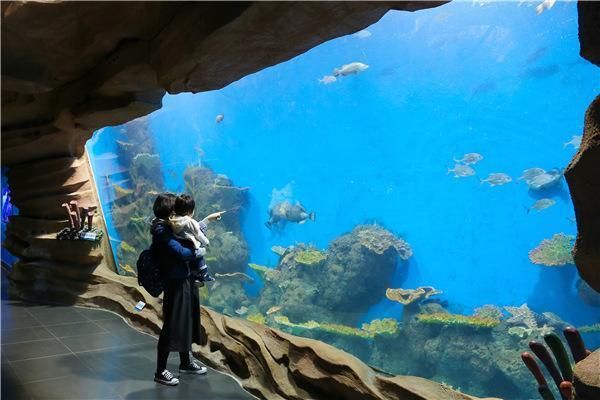 水族館市場營銷成功案例（水族館如何運用社交媒體、合作伙伴關(guān)系以及獨特的體驗活動來吸引游客） 水族館百科（水族館加盟） 第4張