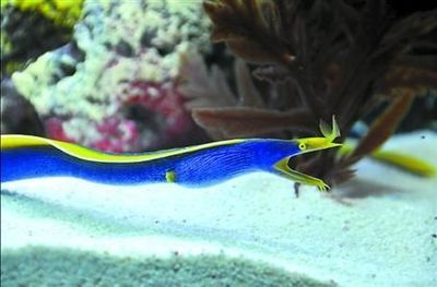 水族館市場營銷成功案例（水族館如何運用社交媒體、合作伙伴關(guān)系以及獨特的體驗活動來吸引游客） 水族館百科（水族館加盟） 第5張