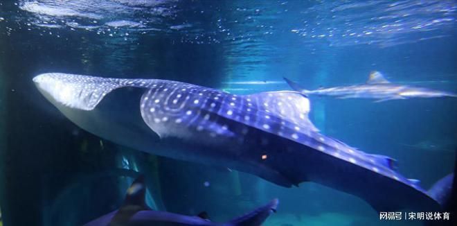 海洋生物在水族館中的適應(yīng)性（水族館如何模擬深海環(huán)境,水族館生物的日常護(hù)理方法）