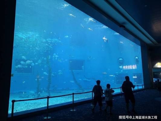 海洋生物在水族館中的適應(yīng)性（水族館如何模擬深海環(huán)境,水族館生物的日常護(hù)理方法） 水族館百科（水族館加盟） 第4張