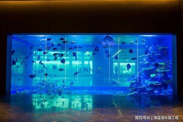 海洋生物在水族館中的適應(yīng)性（水族館如何模擬深海環(huán)境,水族館生物的日常護(hù)理方法） 水族館百科（水族館加盟） 第5張