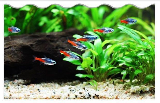 水族館推薦的幼魚飼料品牌（幼魚飼料品牌推薦） 水族館百科（水族館加盟） 第4張