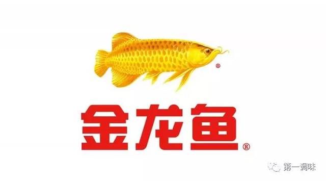 金龍魚業(yè)務(wù)代表（上海金龍魚業(yè)務(wù)代表） 龍魚百科 第5張