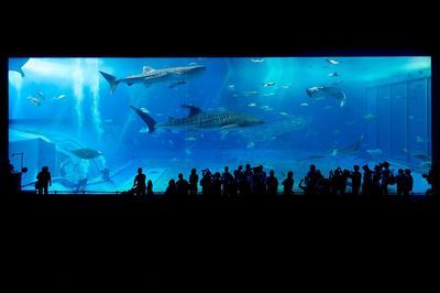 祥龍水族館親子活動報名（祥龍水族館親子活動報名時間表）