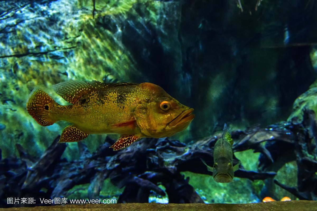 水族館埃及魚飼養(yǎng)技巧（埃及神仙魚的飼養(yǎng)技巧）