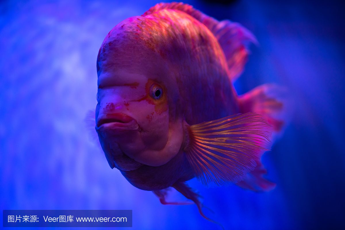 水族館埃及魚飼養(yǎng)技巧（埃及神仙魚的飼養(yǎng)技巧） 水族館百科（水族館加盟） 第4張