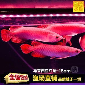 龍魚品種排名榜前十名有哪些（龍魚品種排名榜） 龍魚百科 第5張