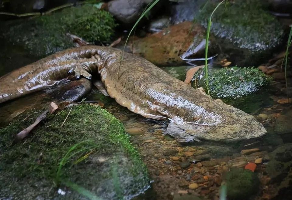 金龍魚國家保護動物（金龍魚不是中國國家一級保護動物，但其野外種群受到國家重點保護） 龍魚百科 第4張