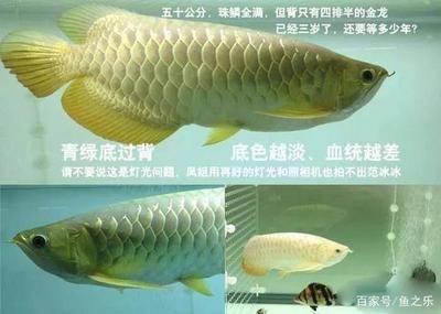 金龍魚可以養(yǎng)多少年（金龍魚的壽命受到多種因素影響，如何延長金龍魚壽命）