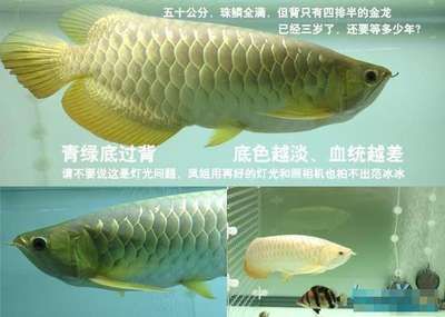 金龍魚可以養(yǎng)多少年（金龍魚的壽命受到多種因素影響，如何延長金龍魚壽命）