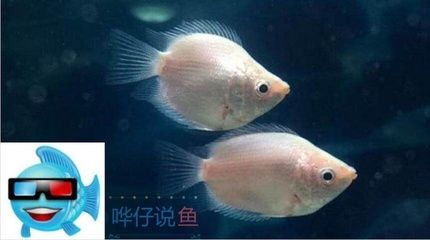 龍魚(yú)和菠蘿魚(yú)混養(yǎng)好處（龍魚(yú)和菠蘿魚(yú)混養(yǎng)可以帶來(lái)多方面的好處龍魚(yú)菠蘿魚(yú)混養(yǎng)） 龍魚(yú)百科 第3張