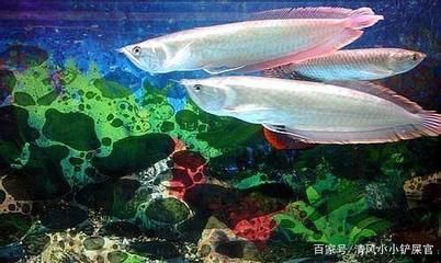 龍魚燈光擺放位置防止掉眼怎么辦（龍魚燈光擺放位置是防止掉眼的關(guān)鍵，龍魚掉眼癥狀及急救措施） 龍魚百科 第2張