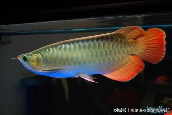 龍魚鑒別要點（龍魚品相與市場價格關系） 龍魚百科 第5張