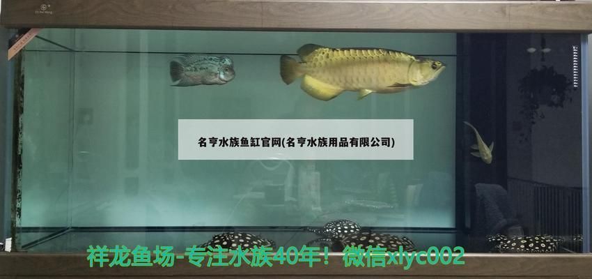 龍魚怎樣看過(guò)不過(guò)背（如何判斷一條龍魚是否過(guò)背） 龍魚百科 第1張