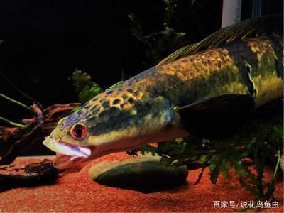 雷龍魚為什么長得快（雷龍魚的生長速度受到哪些因素的影響？） 龍魚百科 第5張