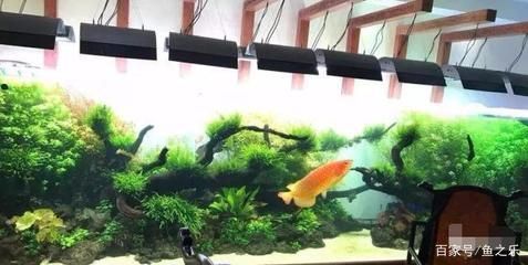 龍魚品種分類大全（金龍魚、亞洲龍魚、亞洲龍魚、亞洲龍魚、亞洲龍魚品種分類大全） 龍魚百科 第3張