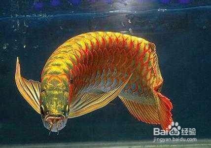 龍魚圖解（幾種常見龍魚品種的圖解描述） 龍魚百科 第4張