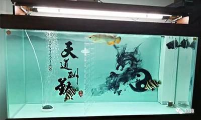 廣州雷龍魚（廣州雷龍魚是什么？） 水族問答 第3張