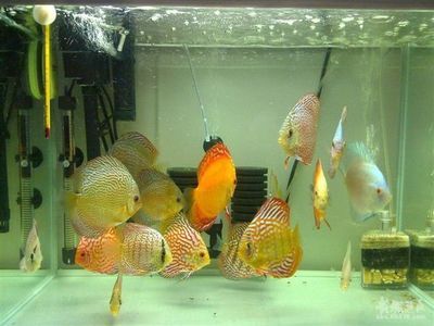 紅金龍魚大概多少錢一條（-紅金龍魚價格通常受哪些因素影響） 水族問答 第1張