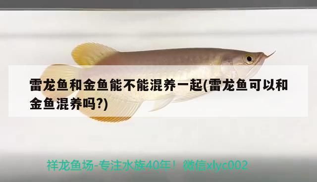 雷龍魚和金魚混養(yǎng)（雷龍魚和金魚可以混養(yǎng)嗎） 龍魚百科 第3張