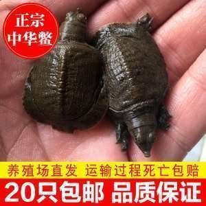 龍魚喂魚苗要經(jīng)過處理嗎為什么（給龍魚喂食活魚苗需要經(jīng)過一系列的處理步驟嗎？） 龍魚百科 第1張