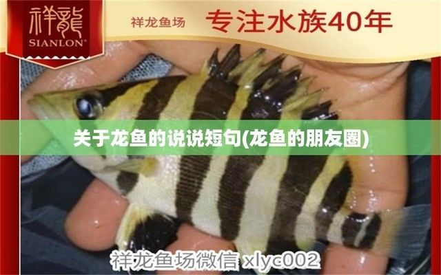 龍魚說說（龍魚養(yǎng)殖技巧有哪些） 龍魚百科 第2張