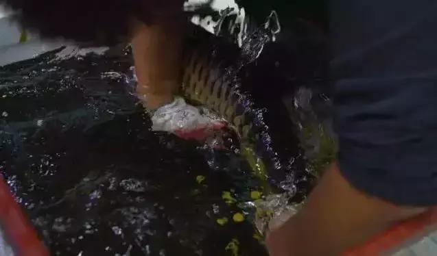 什么是龍魚兜嘴（如何通過飲食預(yù)防龍魚兜嘴） 龍魚百科 第1張