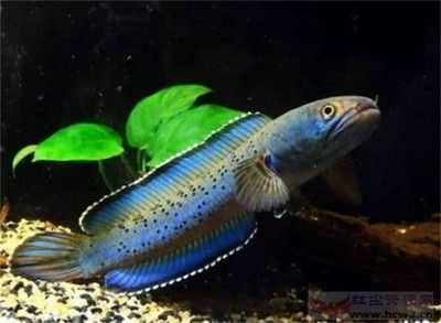 雷龍魚(yú)的價(jià)格（雷龍魚(yú)價(jià)格因其稀有程度和其他因素而有很大差異） 龍魚(yú)百科 第2張