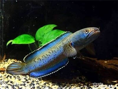 雷龍魚(yú)的價(jià)格（雷龍魚(yú)價(jià)格因其稀有程度和其他因素而有很大差異） 龍魚(yú)百科 第5張