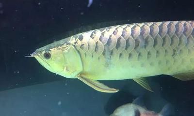 龍魚(yú)暴斃是擋災(zāi)嘛為什么（龍魚(yú)暴斃后的風(fēng)水處理方法如何預(yù)防龍魚(yú)暴斃與八字相沖的關(guān)系） 龍魚(yú)百科 第3張