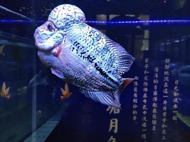 龍魚蒙眼可以喂食嗎 龍魚百科 第5張