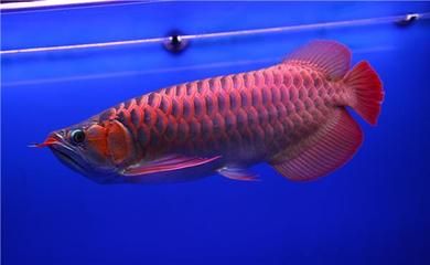 龍魚品種大全圖冊（水族館愛好者的寵兒龍魚品種大全，龍魚品種大全） 龍魚百科 第1張