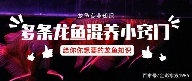 龍魚混養(yǎng)魚（龍魚混養(yǎng)水質(zhì)管理技巧） 龍魚百科 第1張