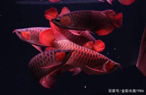 龍魚混養(yǎng)魚（龍魚混養(yǎng)水質(zhì)管理技巧） 龍魚百科 第5張